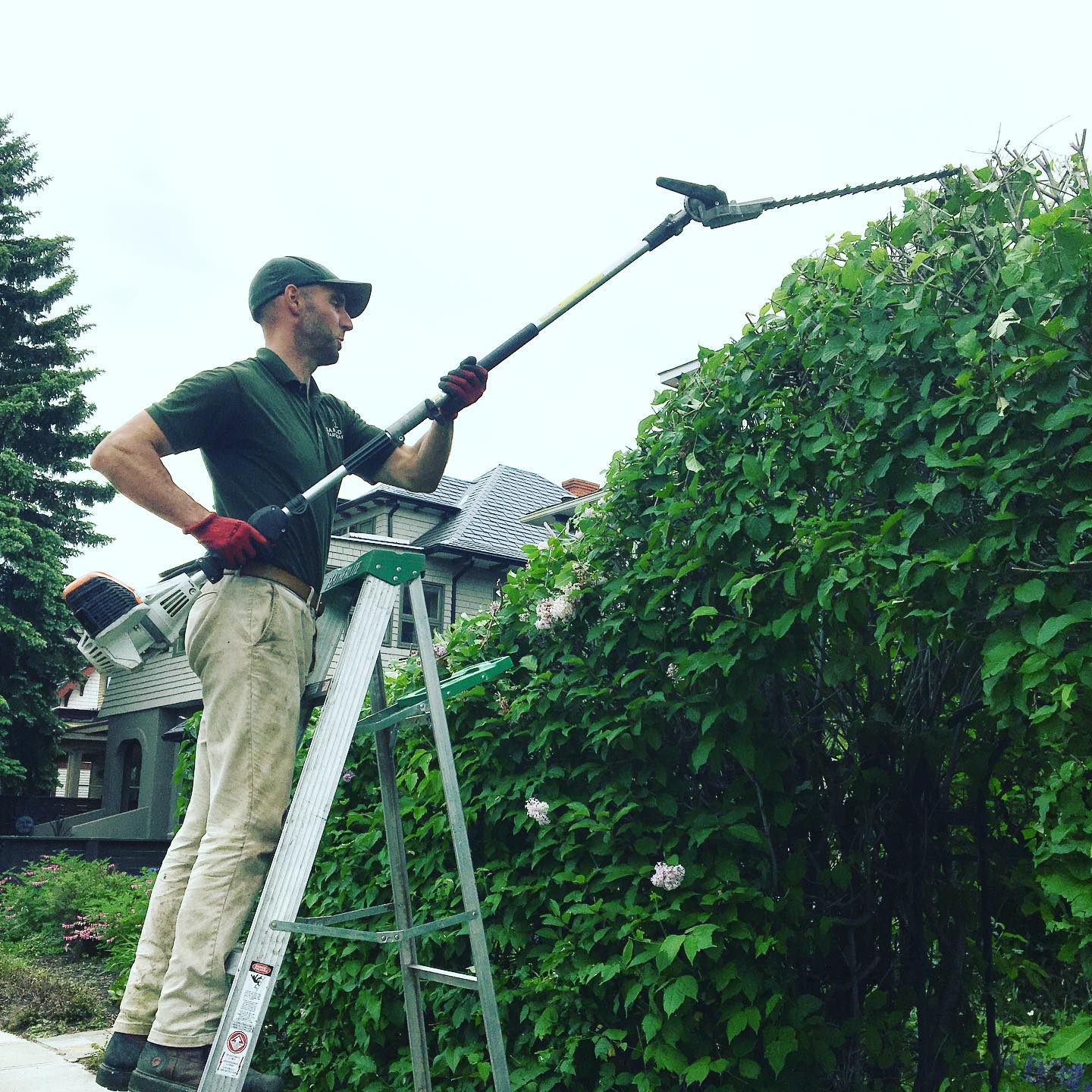 Hedge trimming